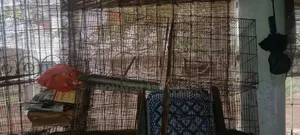 খাঁচা বিক্রি, হাঁড়ি ও ট্রে।