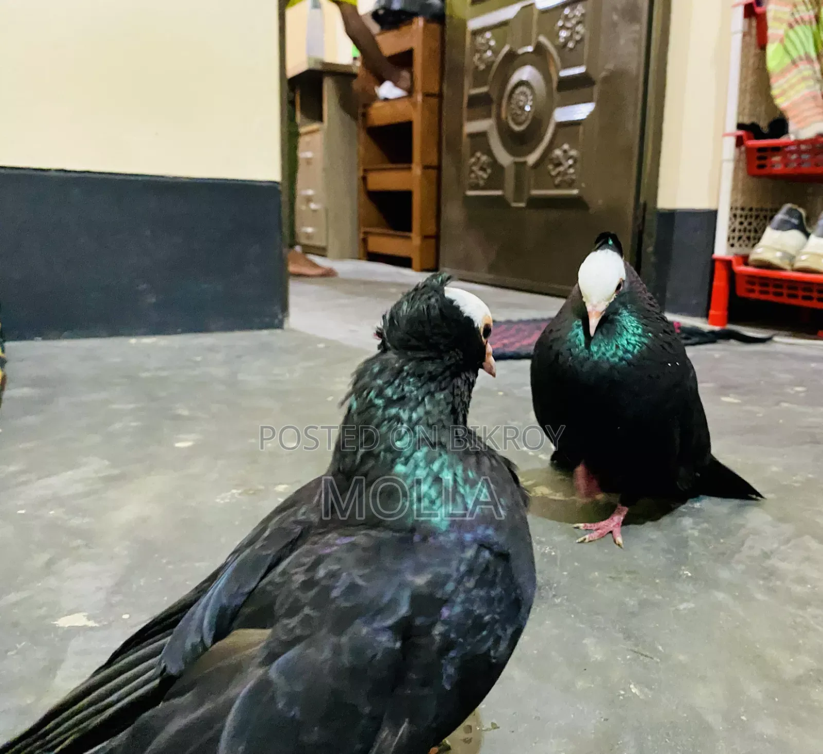 Mukki Spiring Pigeon