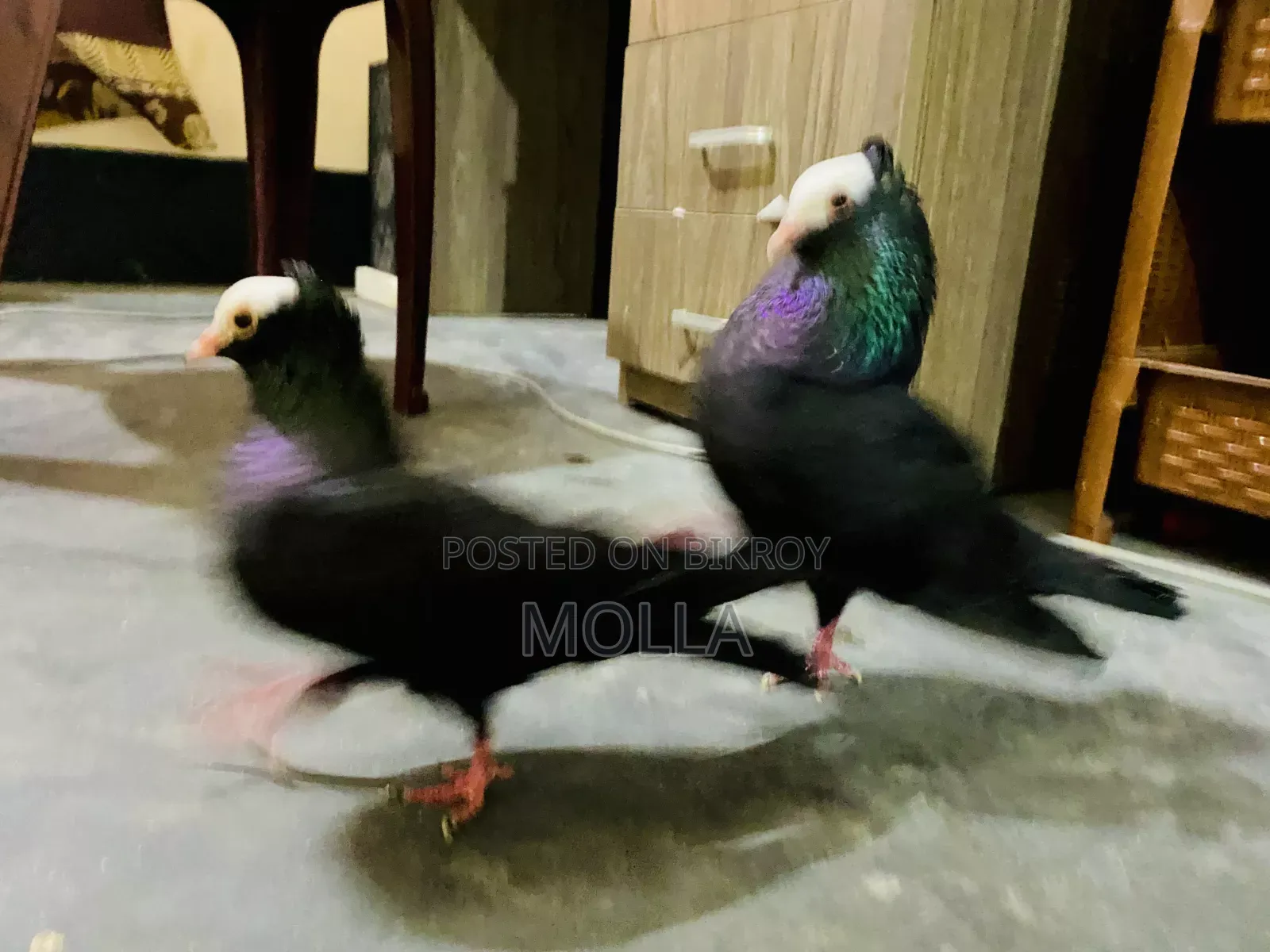 Mukki Spiring Pigeon