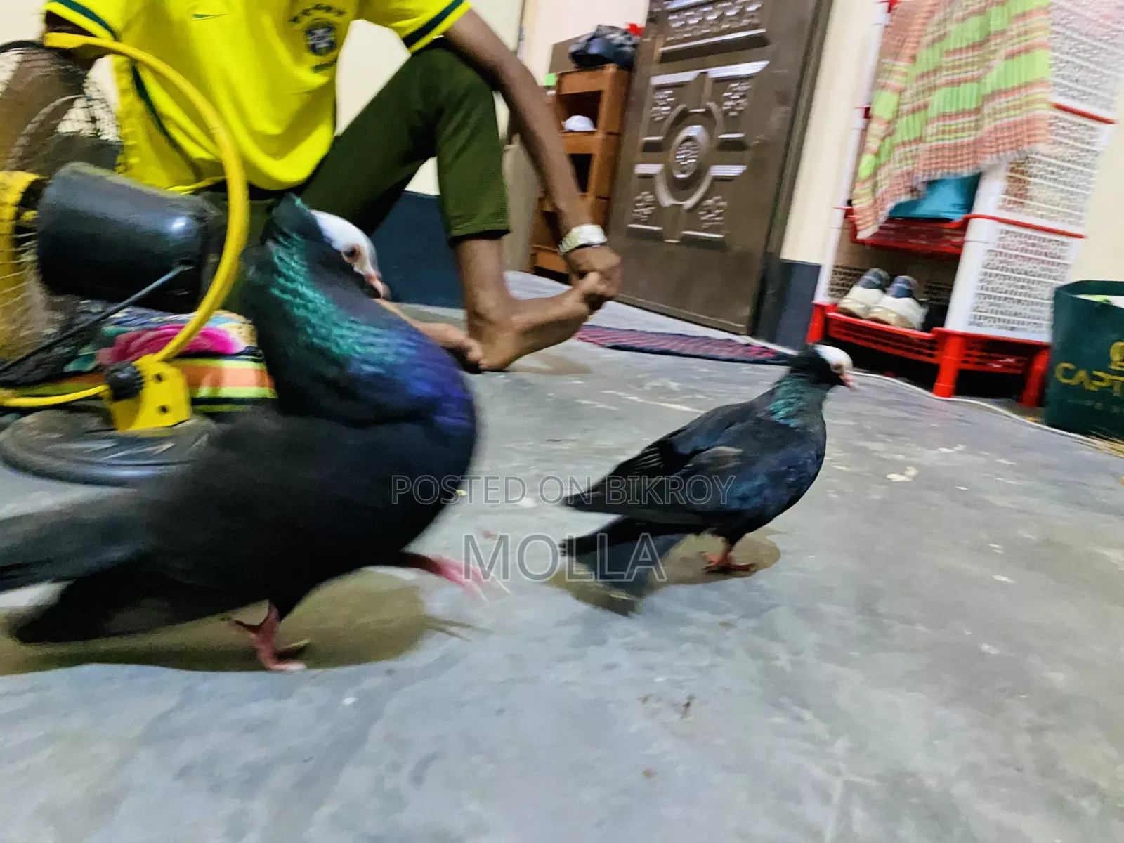 Mukki Spiring Pigeon