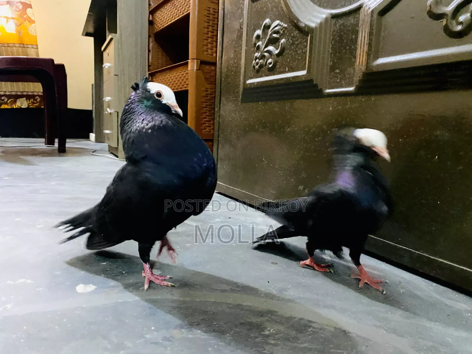 Mukki Spiring Pigeon