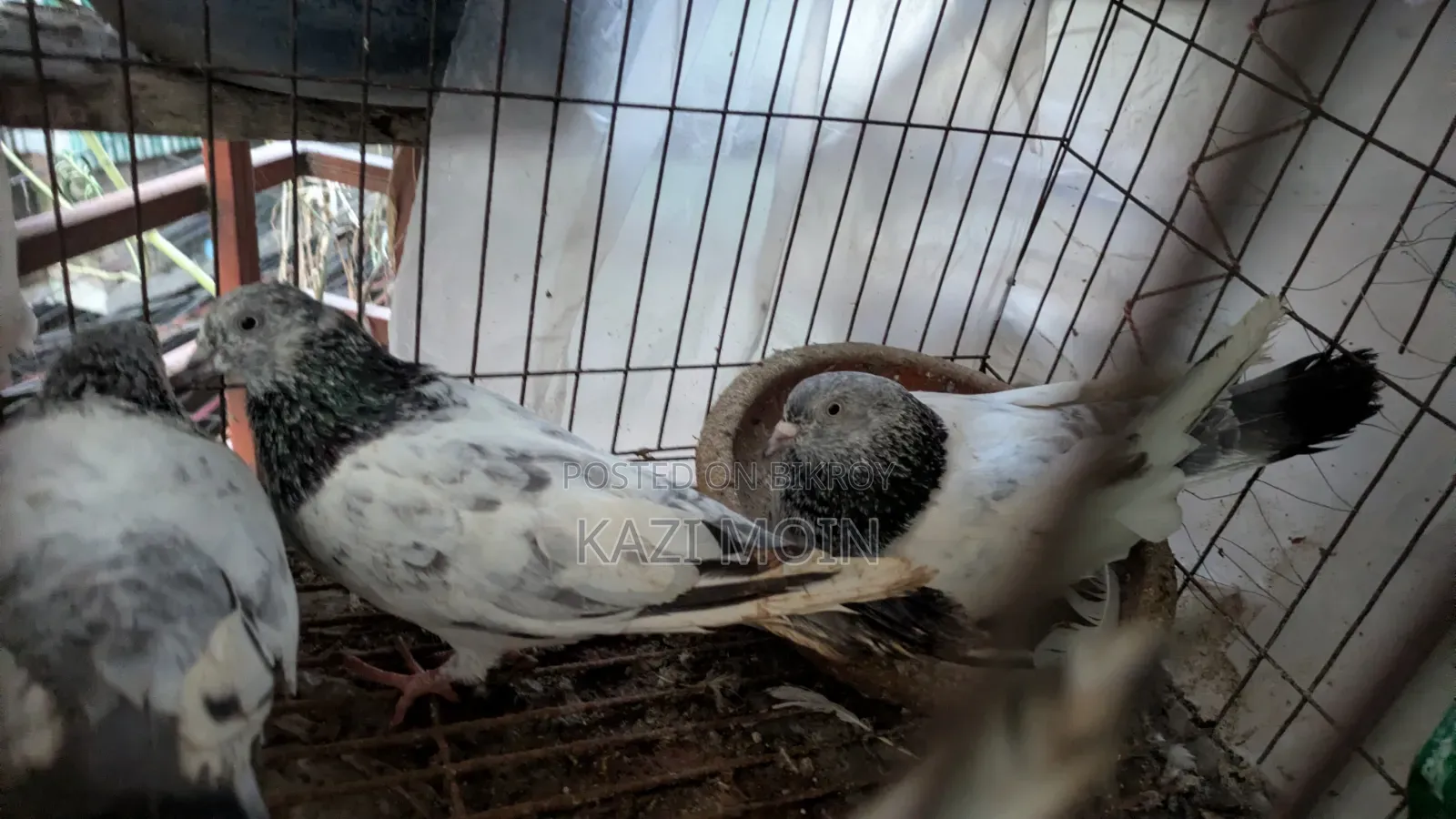Kobutor Lokka or Giribaz