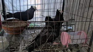 Kobutor Lokka or Giribaz