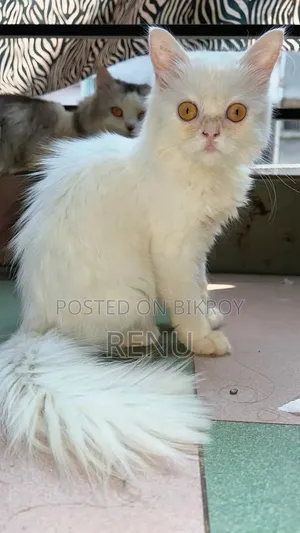 3-6 Months Female Purebred Persian