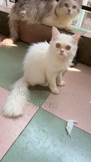 3-6 Months Female Purebred Persian