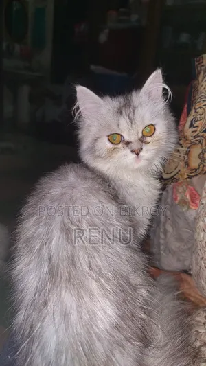 3-6 Months Female Purebred Persian