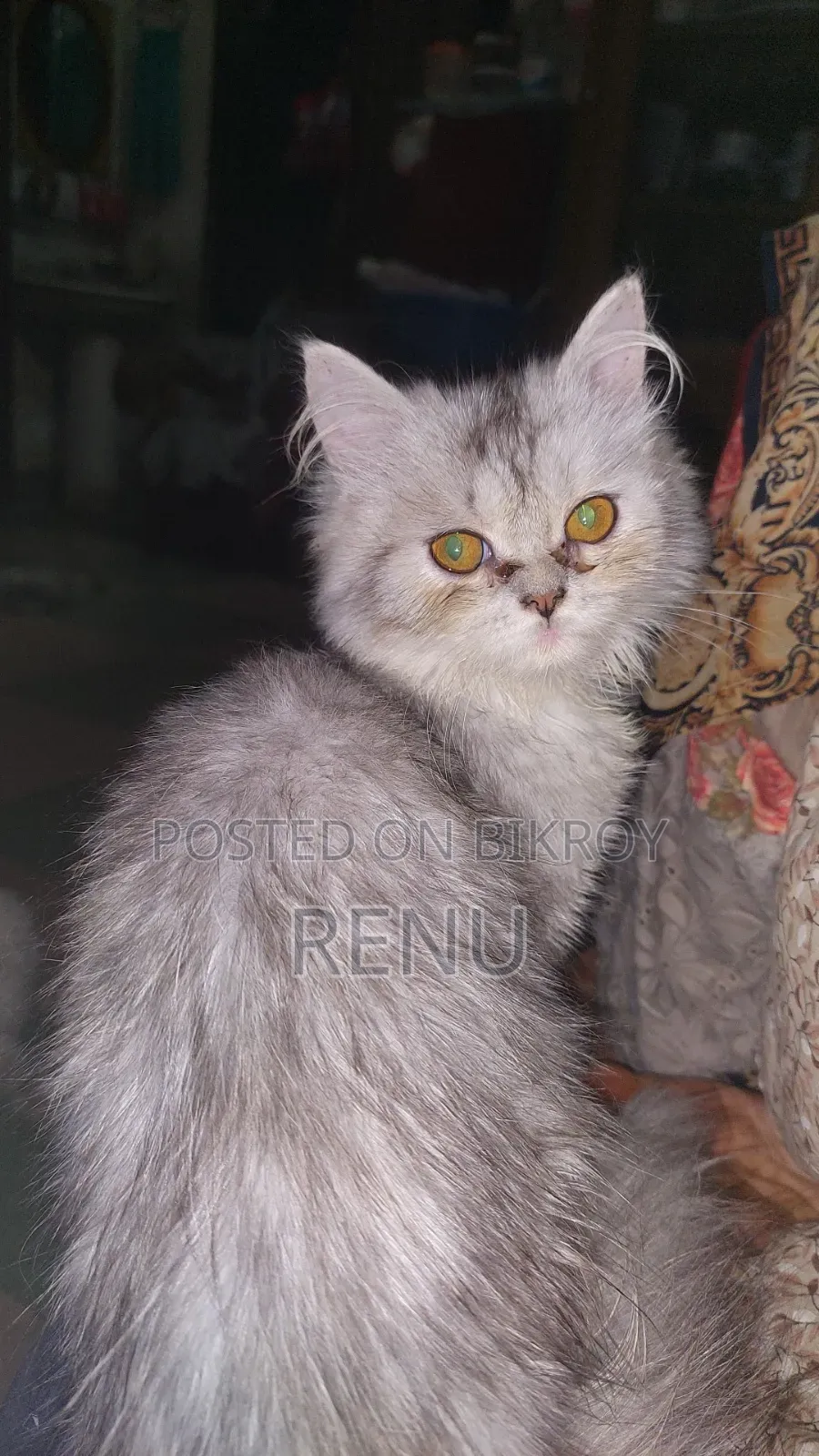 3-6 Months Female Purebred Persian