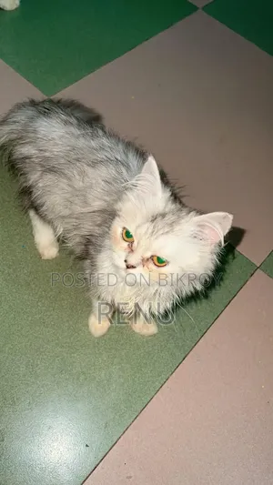 3-6 Months Female Purebred Persian