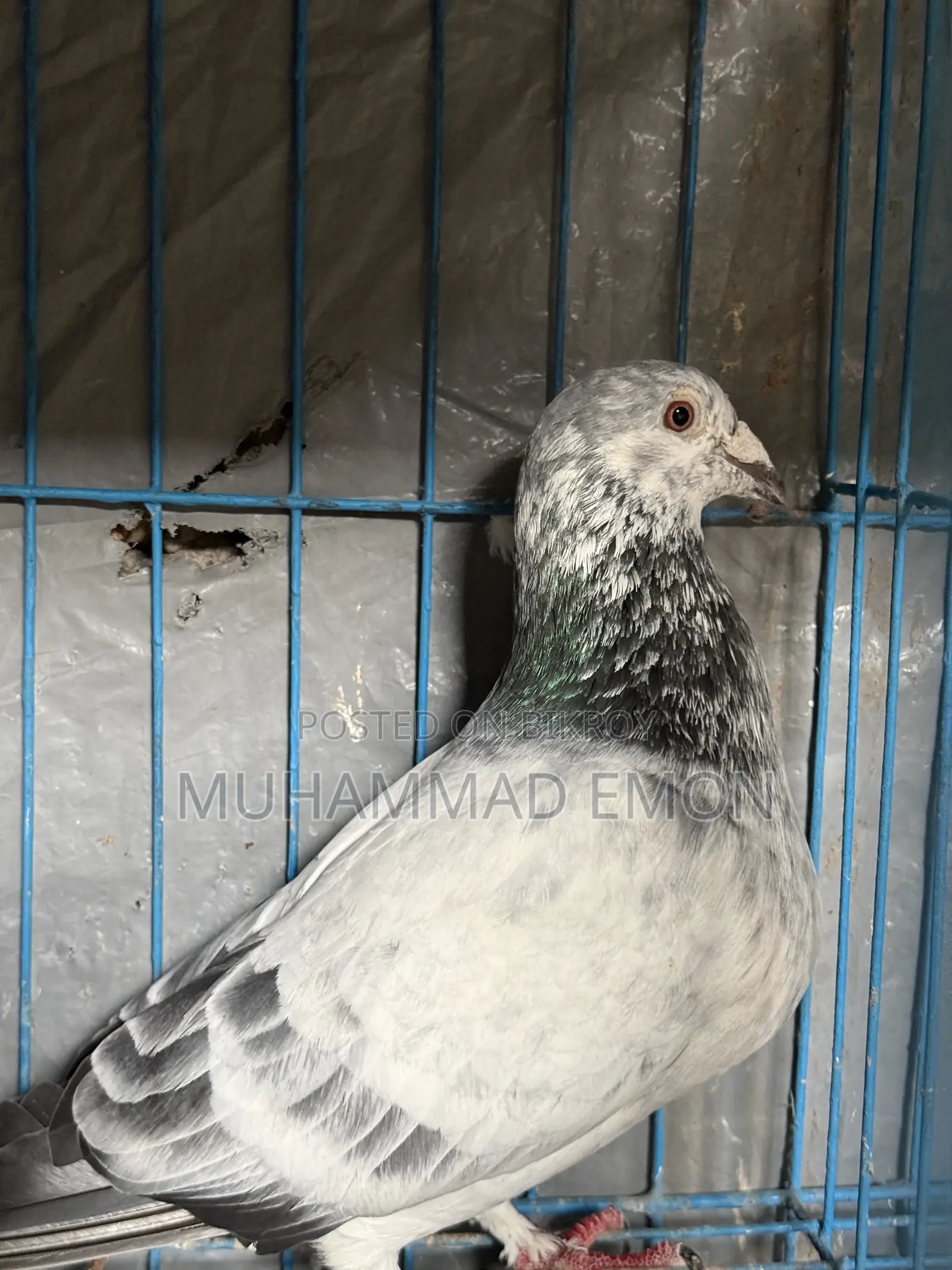 Afsan Bagha Grizzle Pigeon