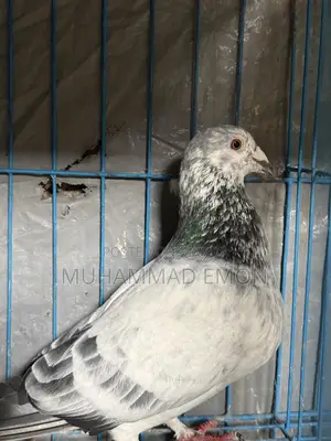 Afsan Bagha Grizzle Pigeon