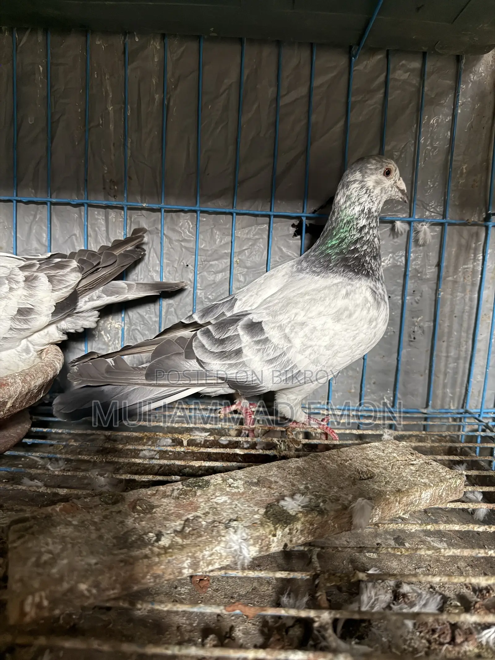 Afsan Bagha Grizzle Pigeon