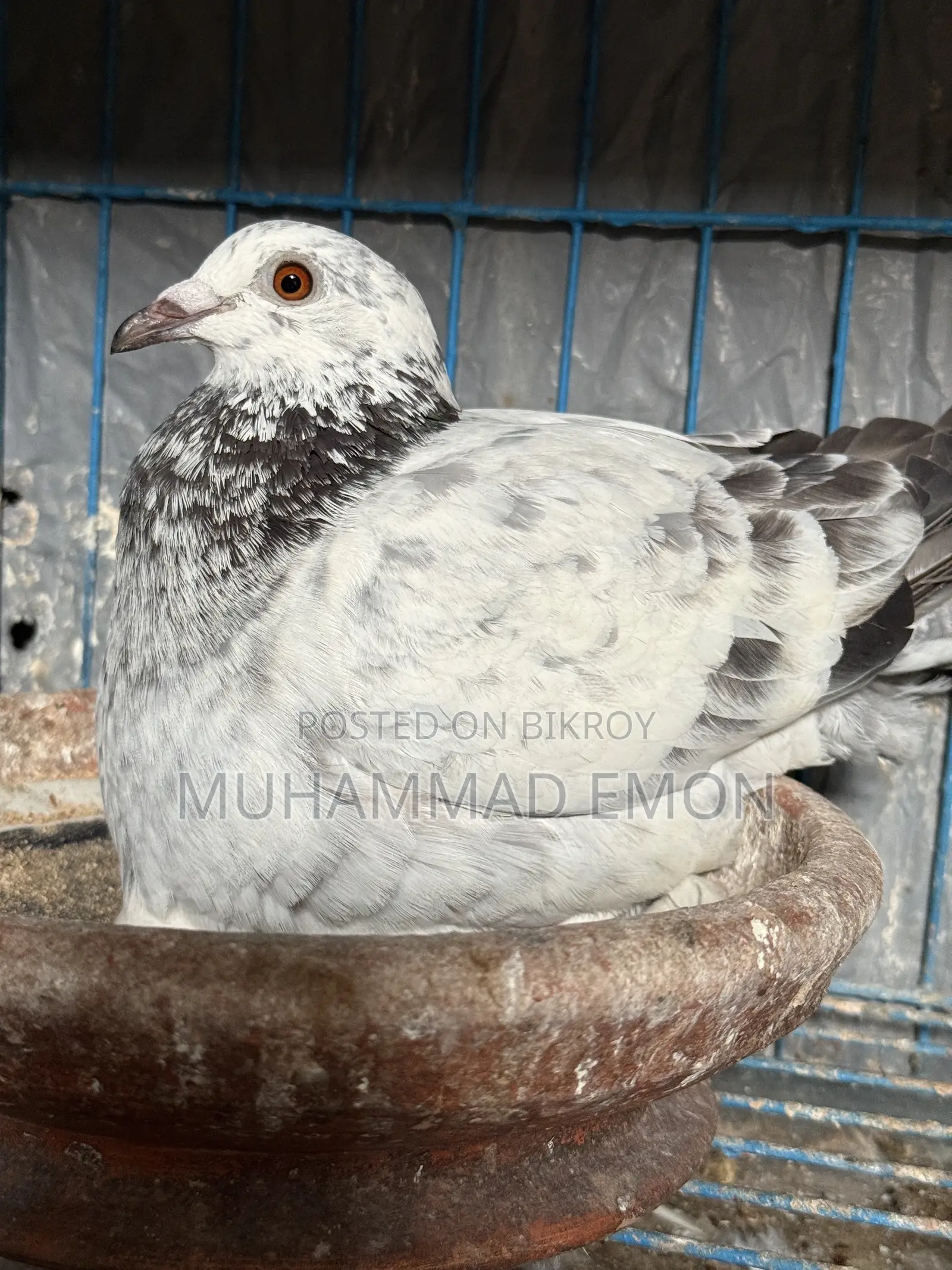 Afsan Bagha Grizzle Pigeon