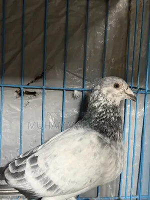 Afsan Bagha Grizzle Pigeon