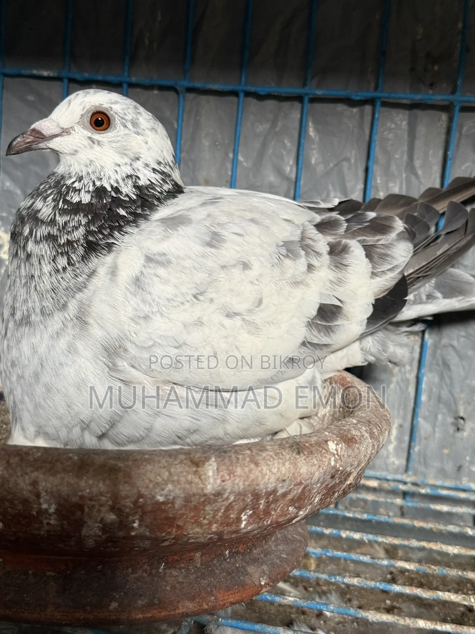 Afsan Bagha Grizzle Pigeon