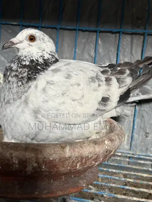 Afsan Bagha Grizzle Pigeon