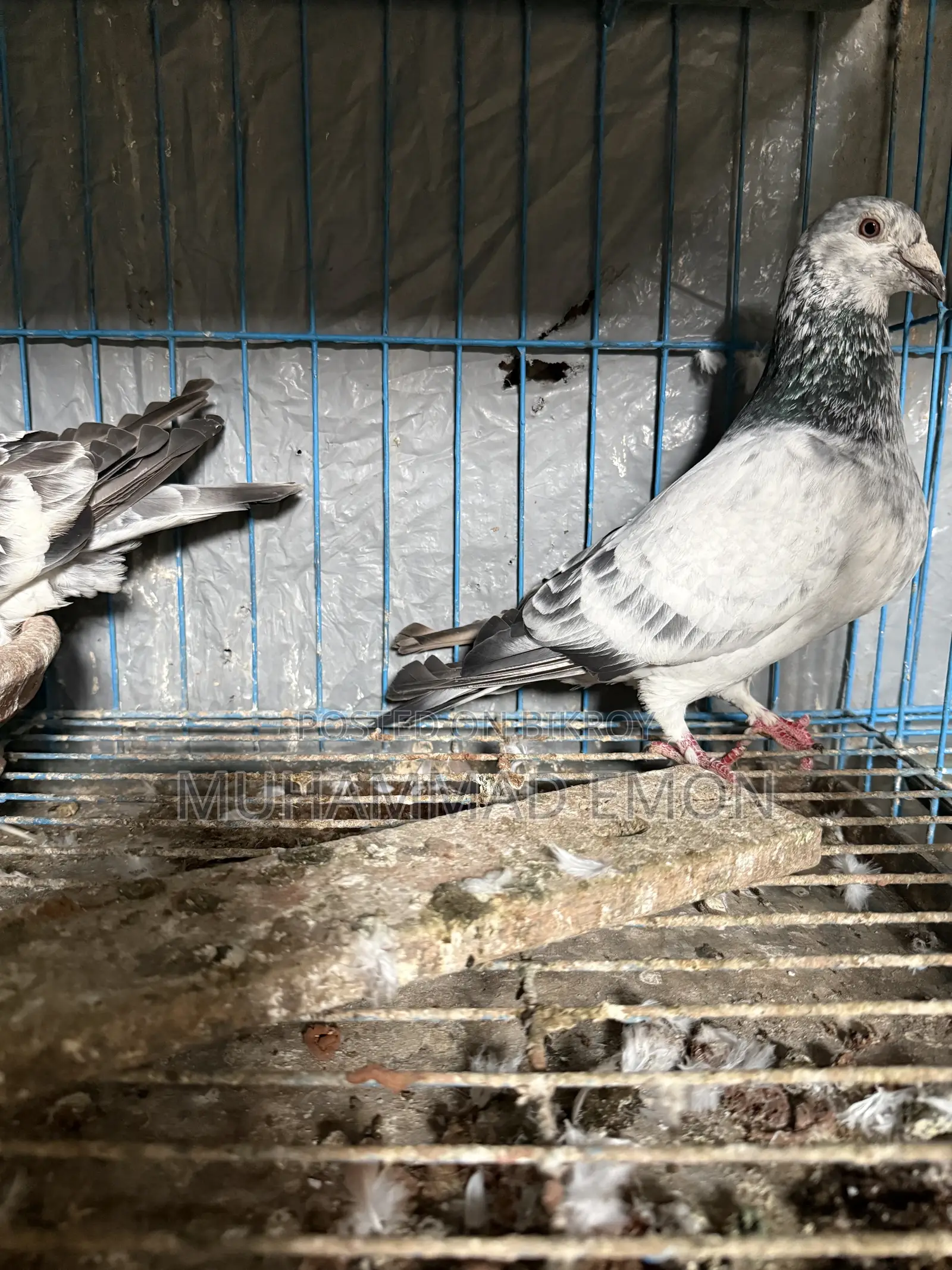 Afsan Bagha Grizzle Pigeon