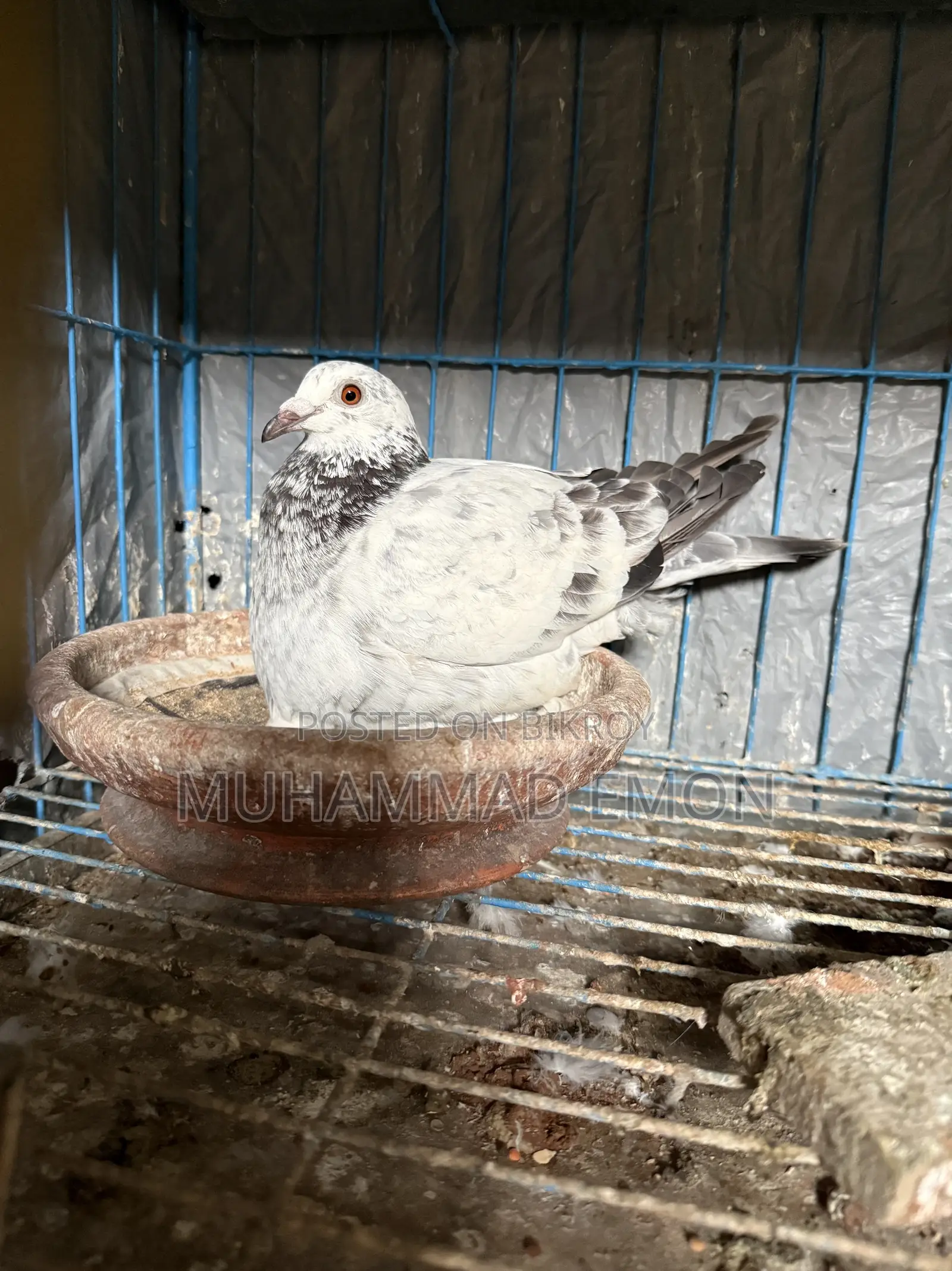 Afsan Bagha Grizzle Pigeon