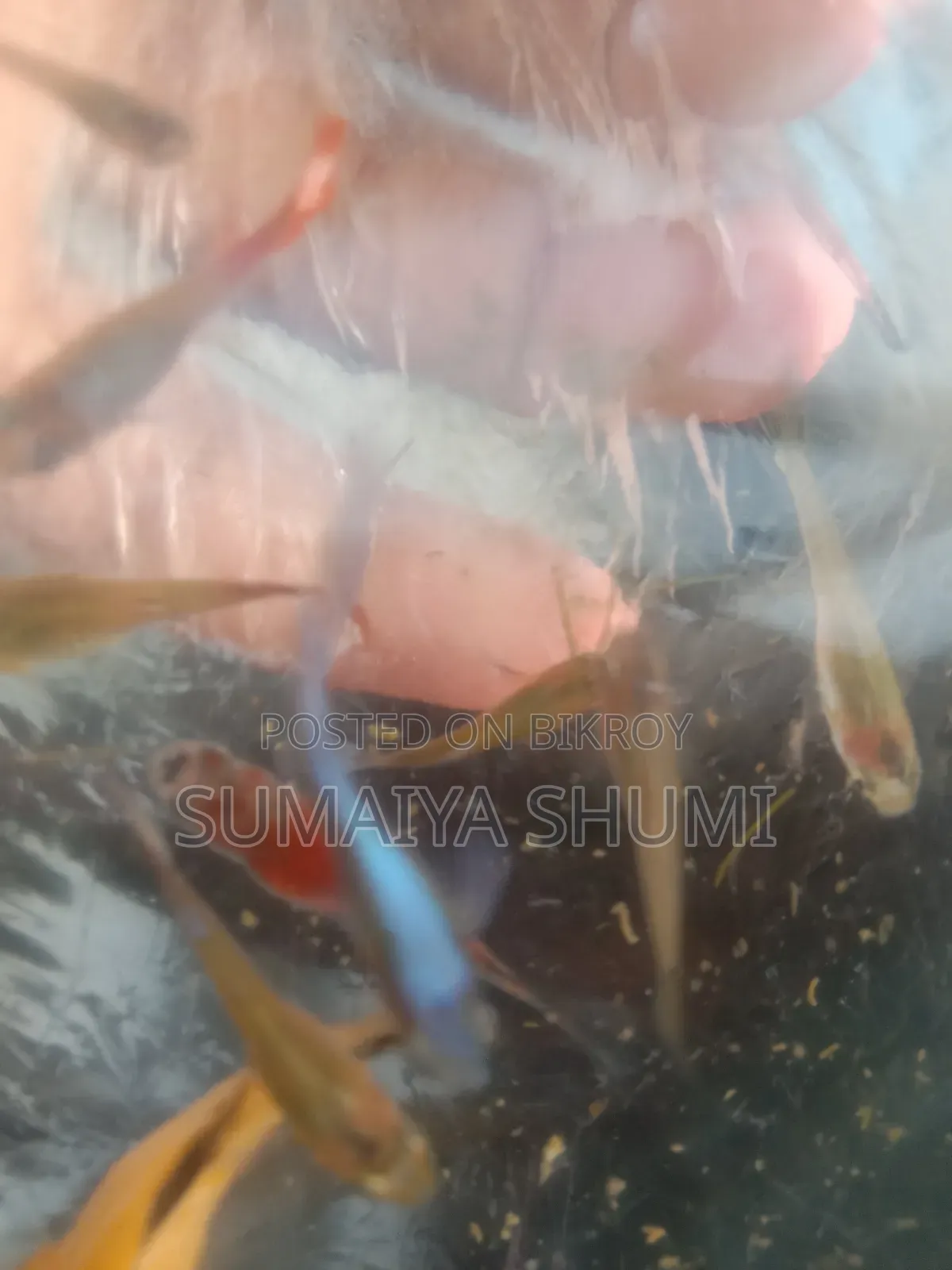 উচ্চ মানের ফ্যান্সি মিক্সড গাপ্পি। সুপার অ্যাক্টিভ। সেরা রঙের গুণমান।