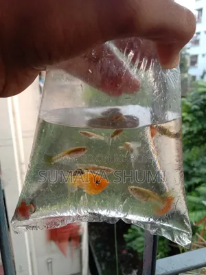 উচ্চ মানের ফ্যান্সি মিক্সড গাপ্পি। সুপার অ্যাক্টিভ। সেরা রঙের গুণমান।