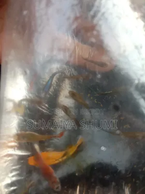 উচ্চ মানের ফ্যান্সি মিক্সড গাপ্পি। সুপার অ্যাক্টিভ। সেরা রঙের গুণমান।