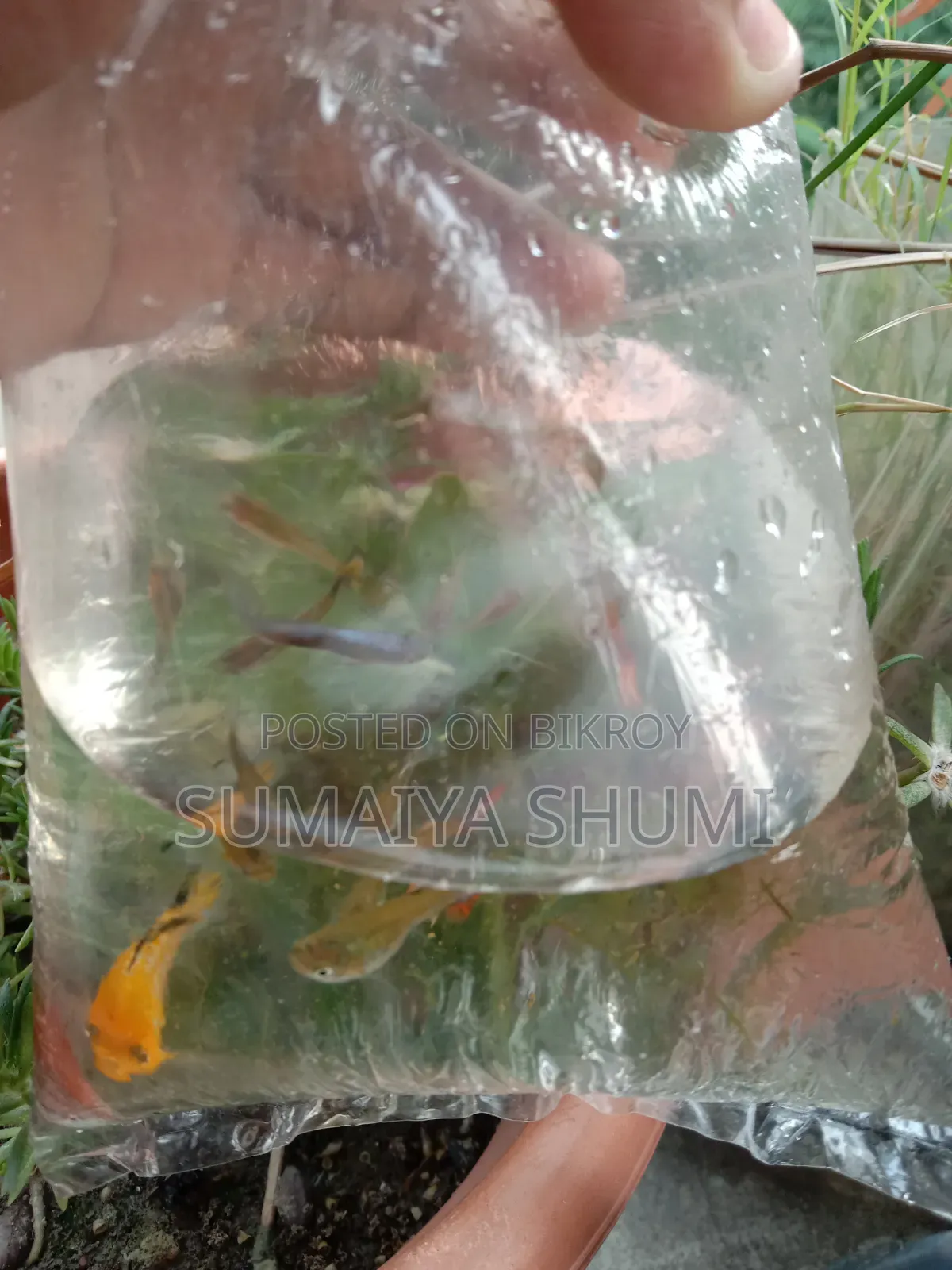 উচ্চ মানের ফ্যান্সি মিক্সড গাপ্পি। সুপার অ্যাক্টিভ। সেরা রঙের গুণমান।