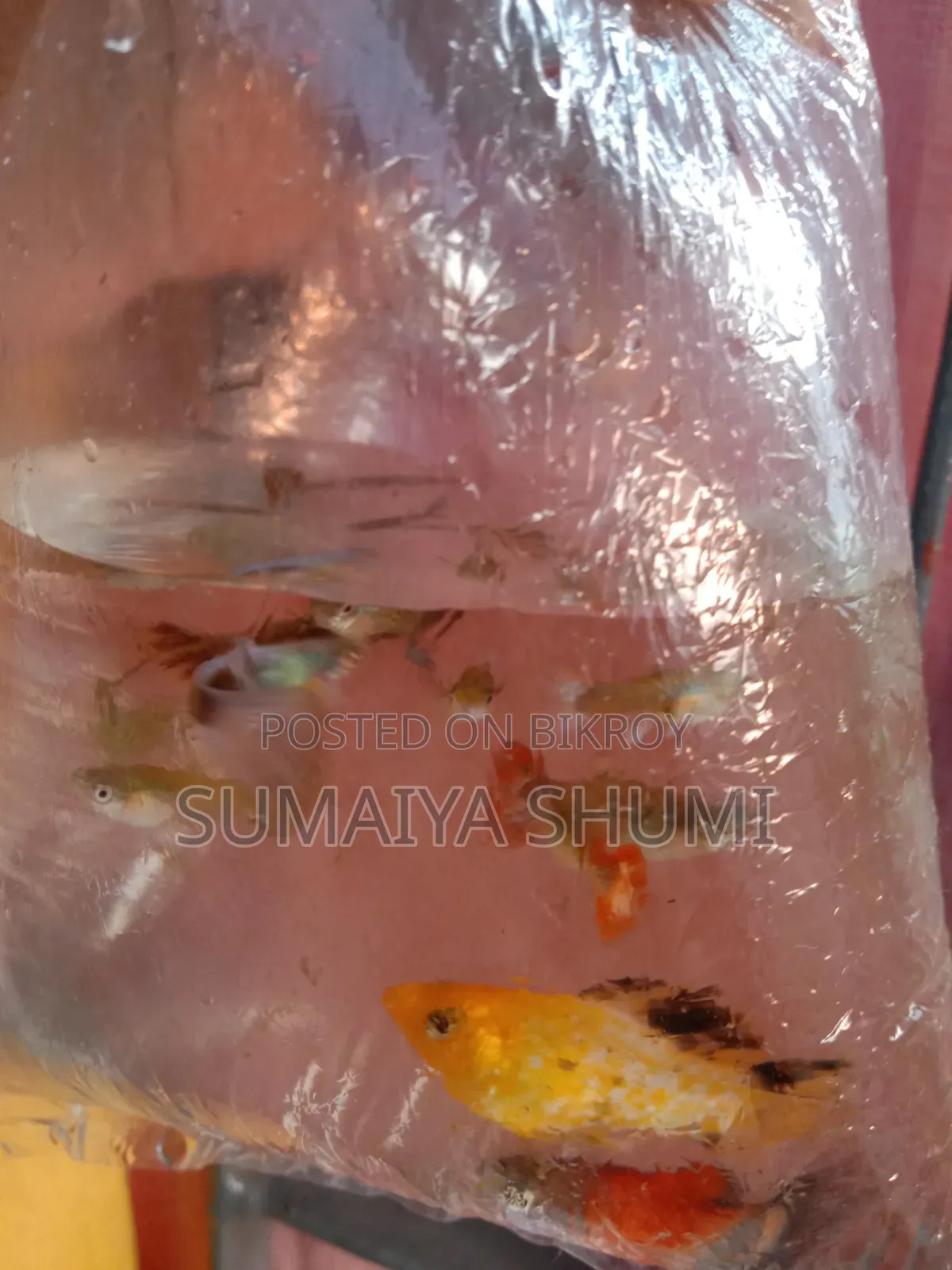 উচ্চ মানের ফ্যান্সি মিক্সড গাপ্পি। সুপার অ্যাক্টিভ। সেরা রঙের গুণমান।