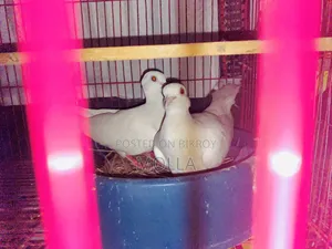Australian Dove with 2 eggs, white color