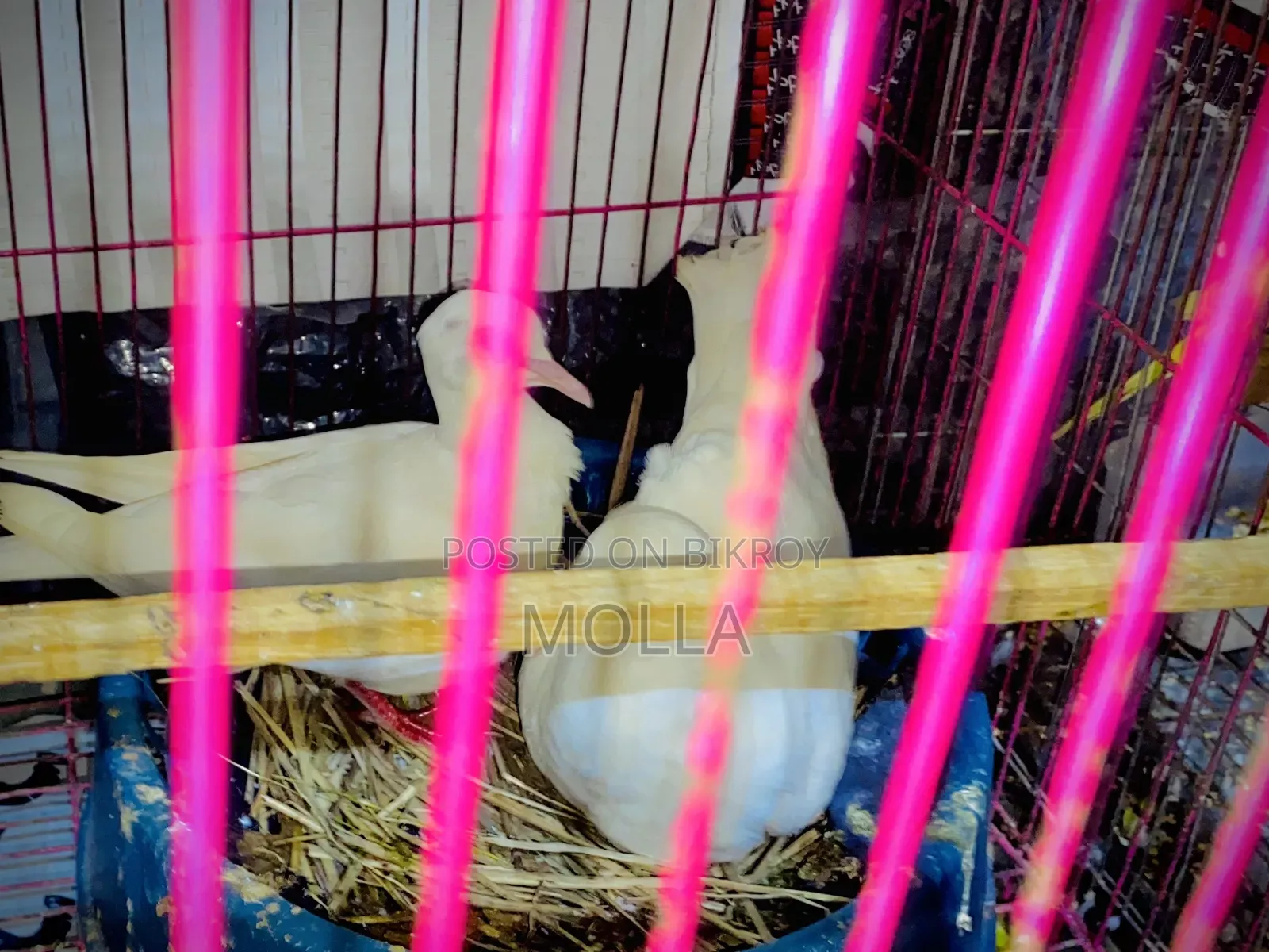 Australian Dove with 2 eggs, white color