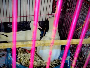 Australian Dove with 2 eggs, white color