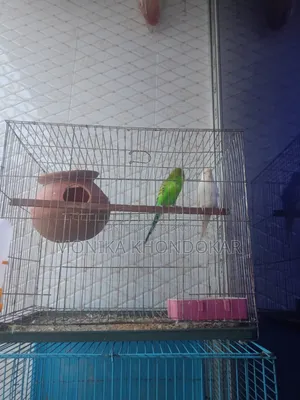 বাজিগর পাখি