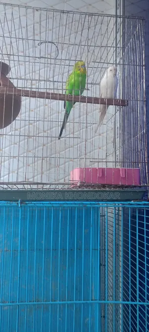 বাজিগর পাখি