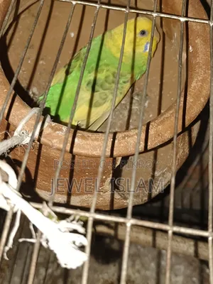 Budgerigar birds for sale with cage