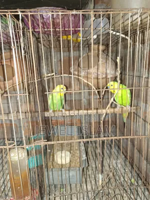 Budgerigar birds for sale with cage