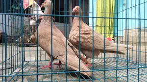 Yellow Bagdadi Huma Running