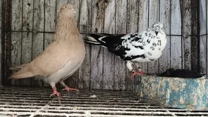 Pigeon Pair