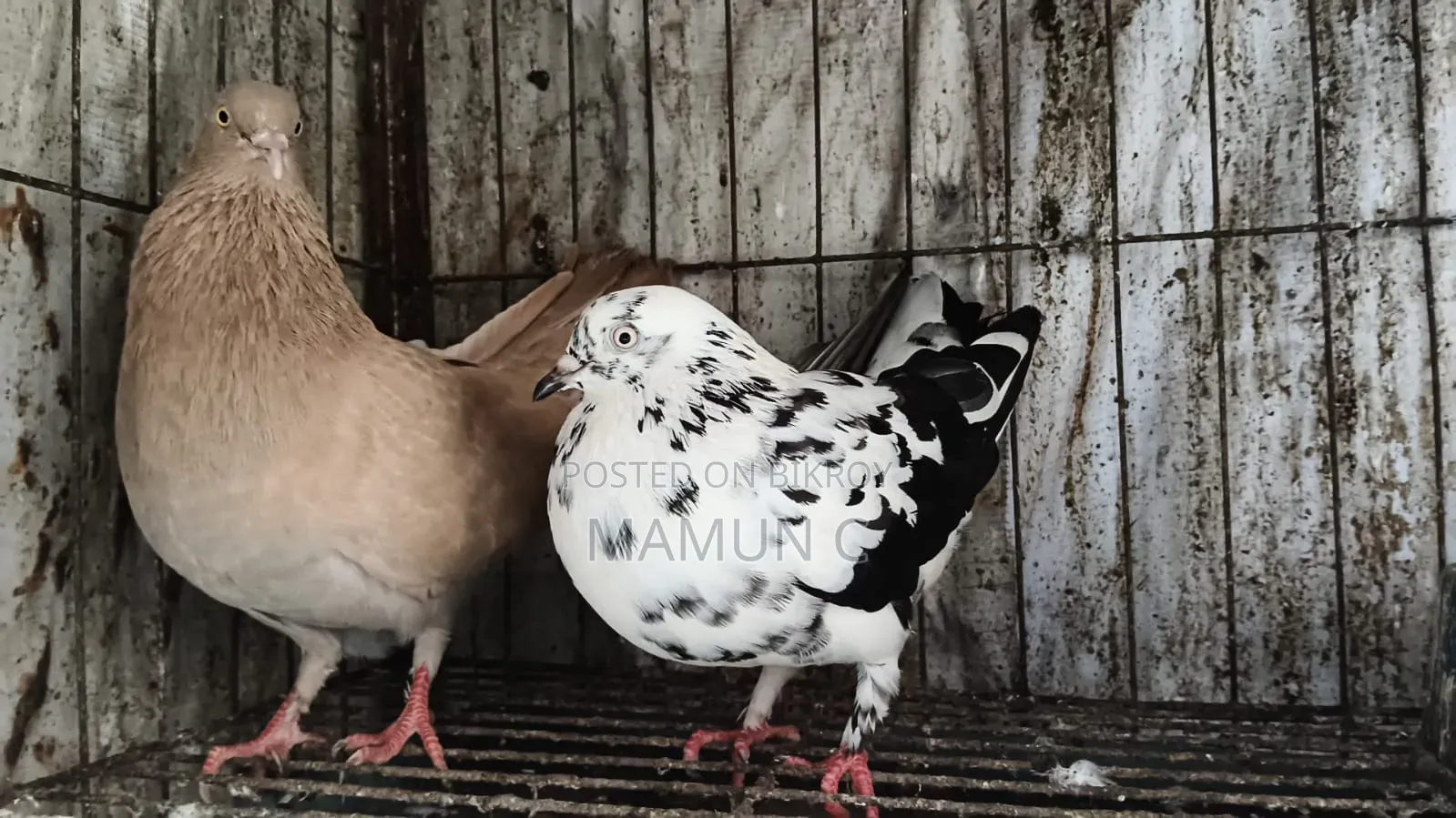 Pigeon Pair