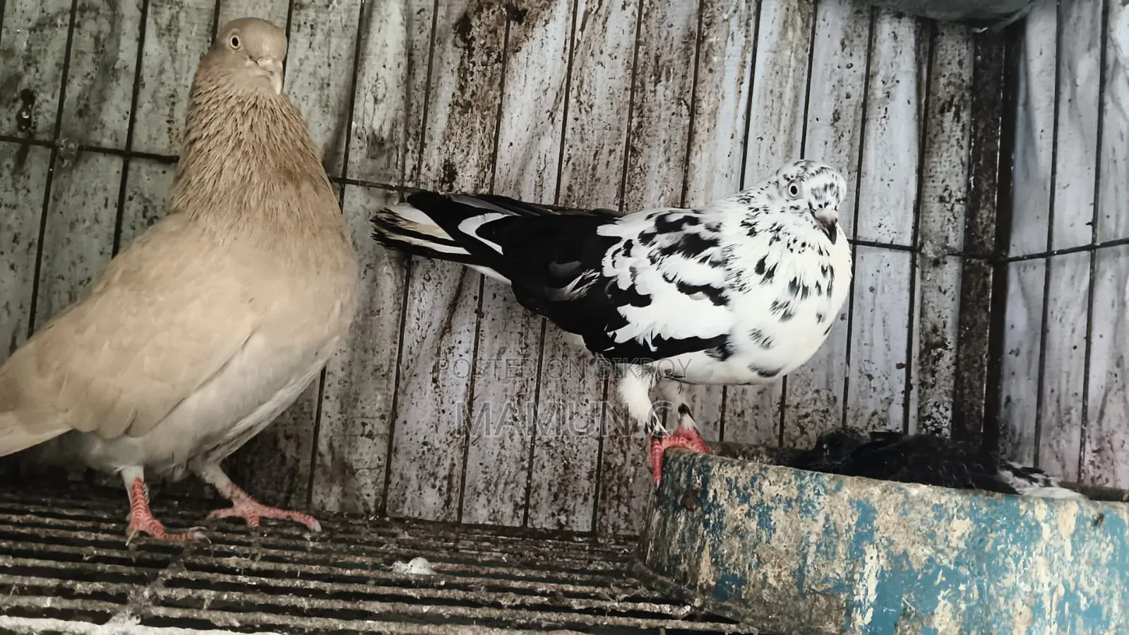 Pigeon Pair
