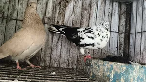 Pigeon Pair
