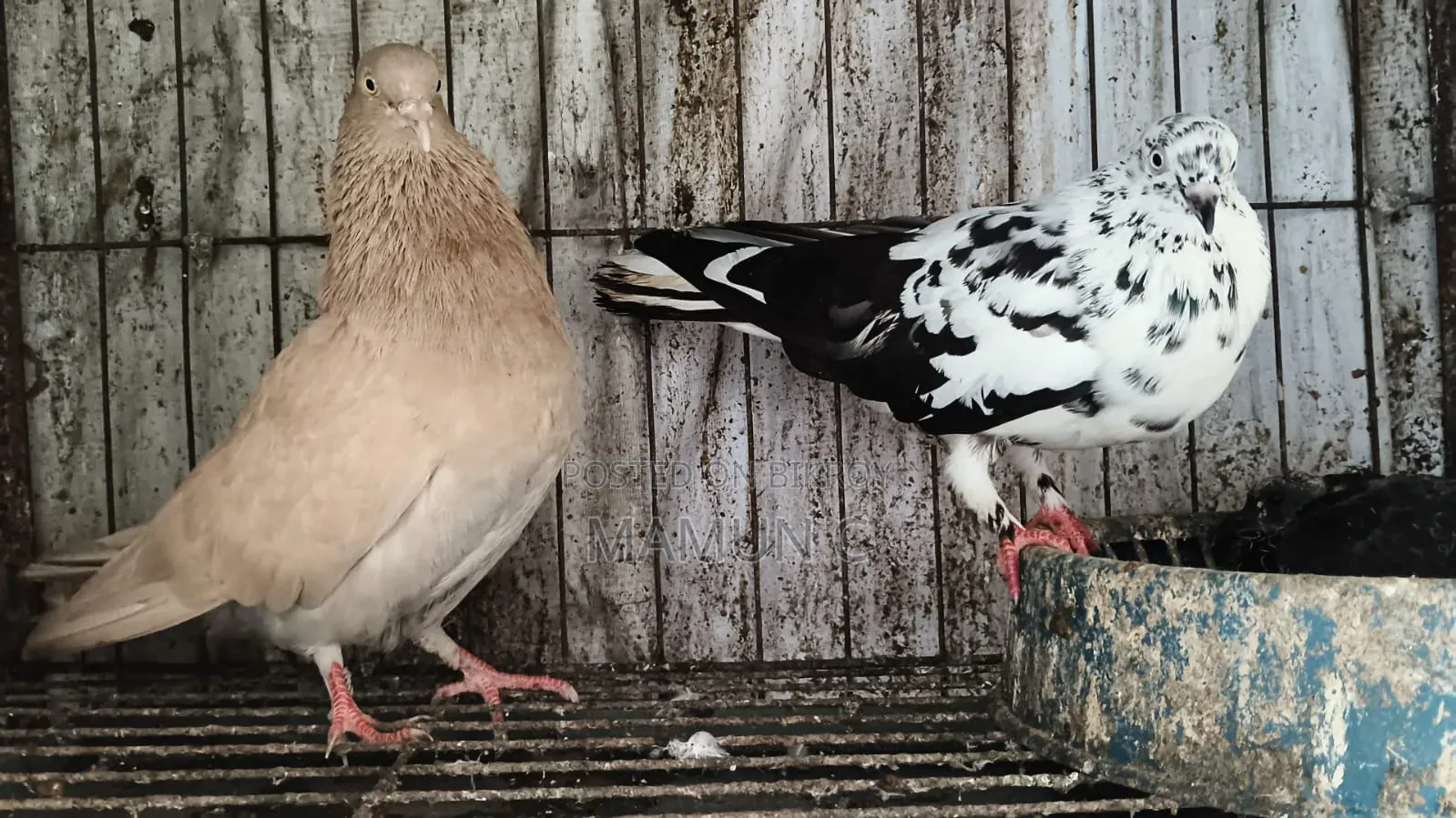 Pigeon Pair