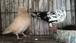 Pigeon Pair