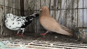 Pigeon Pair