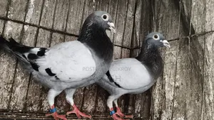 Blue Racer Pigeon Pair