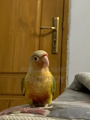 Pineapple Conure