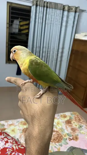 Pineapple Conure