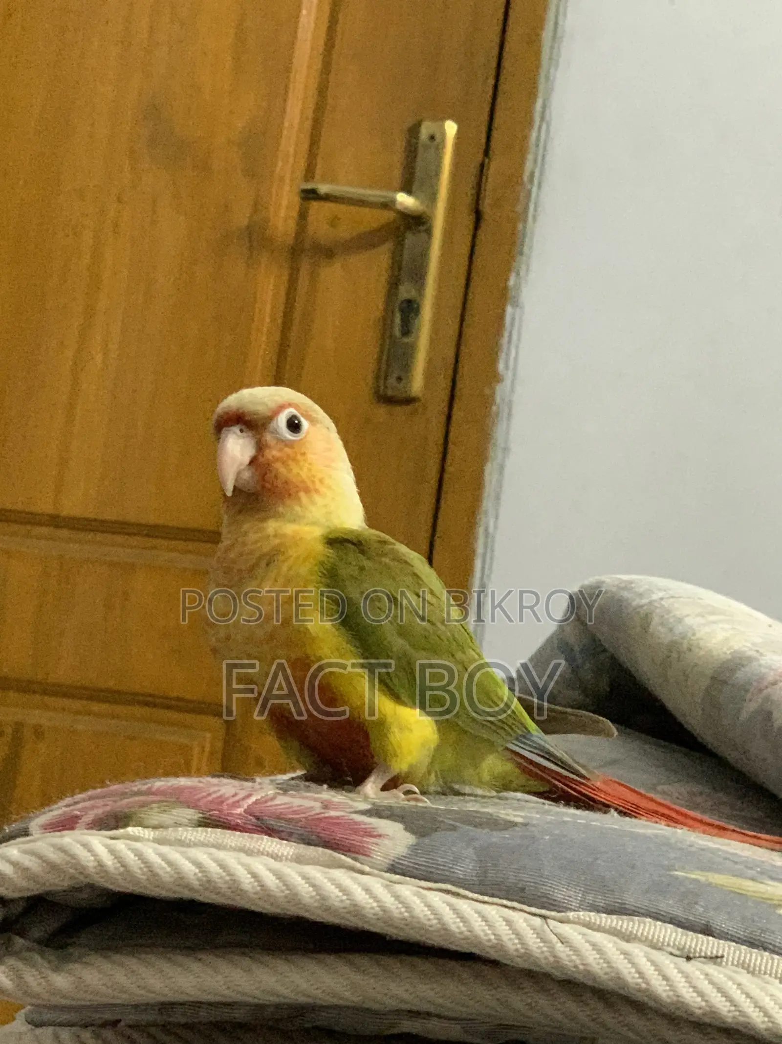 Pineapple Conure