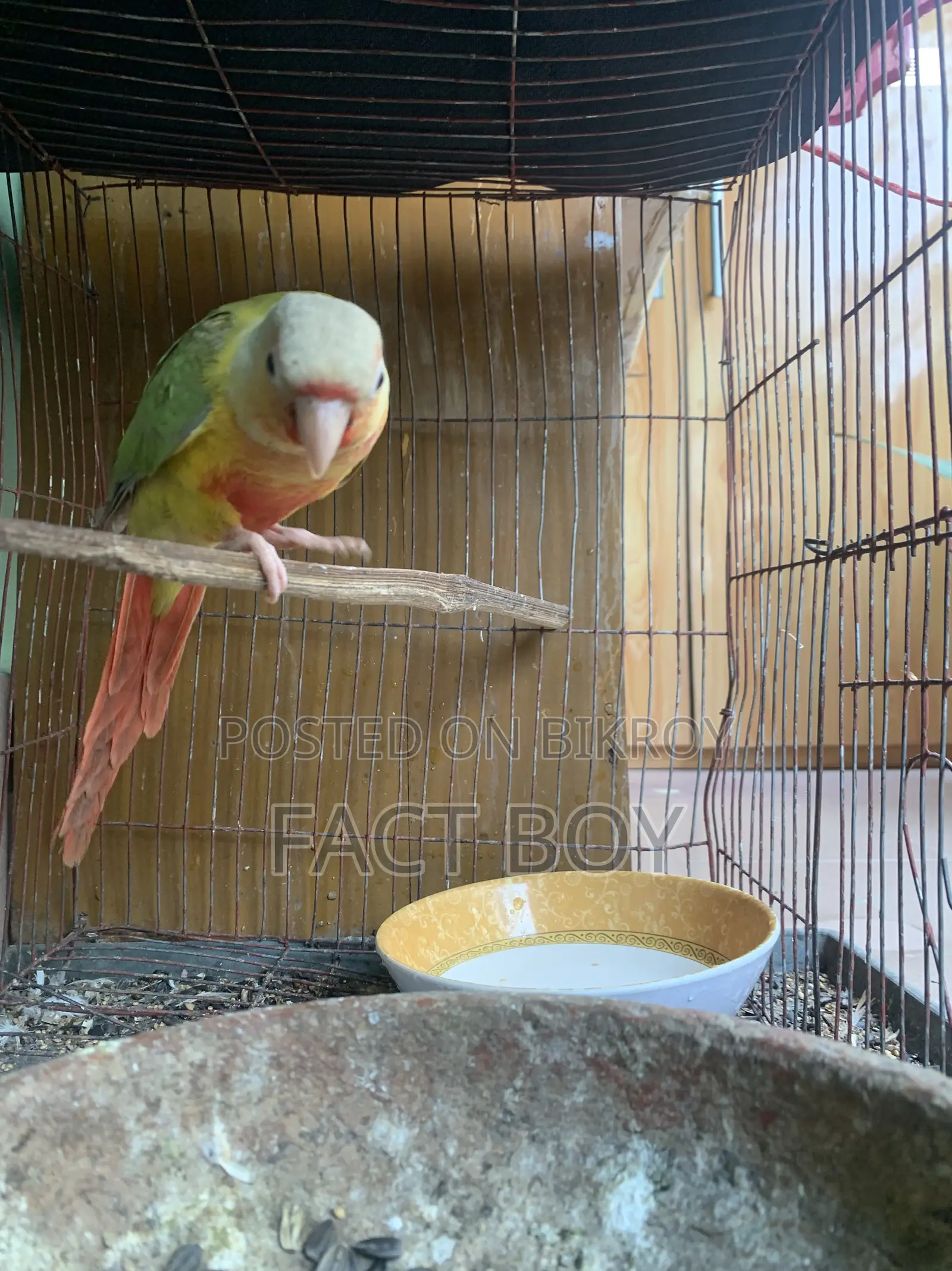 Pineapple Conure