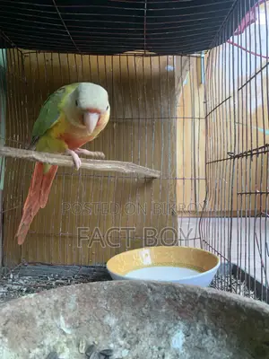 Pineapple Conure