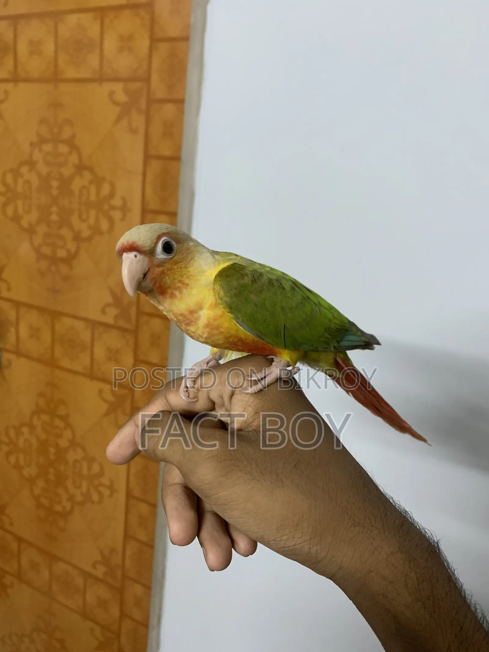 Pineapple Conure