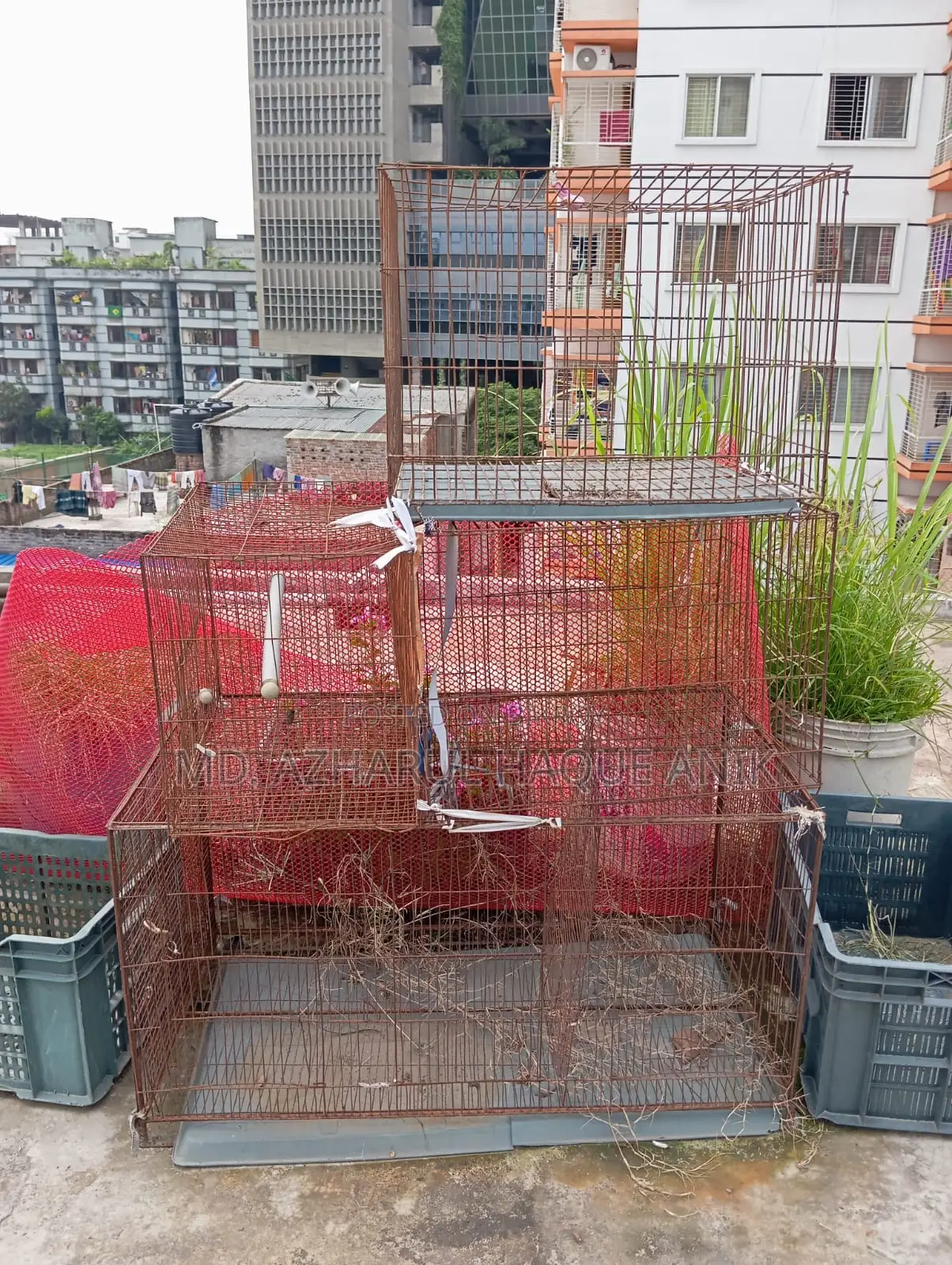 Pigeon and Bird Cage