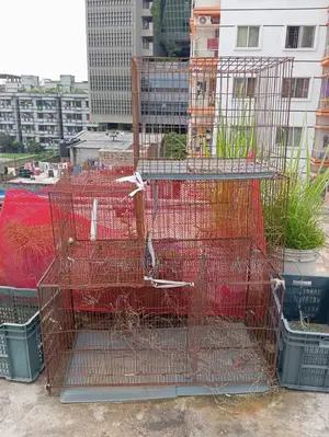 Pigeon and Bird Cage